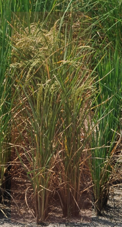 rice plant with good grain fill